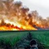 fogo-ja-destruiu-3,461-milhoes-de-hectares-do-pantanal