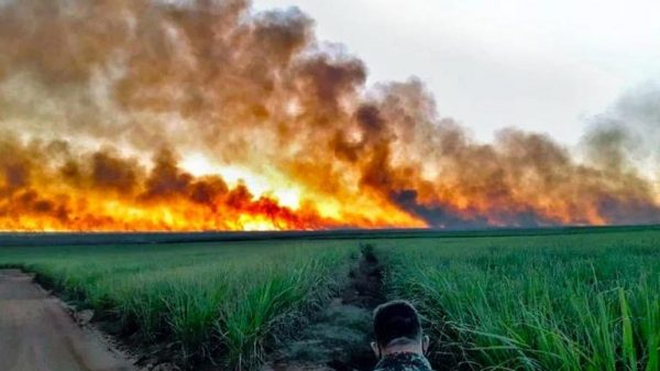 fogo-ja-destruiu-3,461-milhoes-de-hectares-do-pantanal
