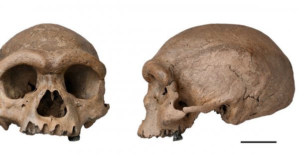 fossil-de-especie-mais-proxima-ao homo-sapiens e-descoberto-na-china