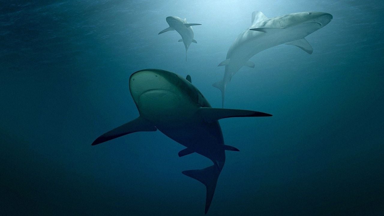 Especialista alerta sobre ataques de tubarão no Brasil e o que fazer para evitá-los.