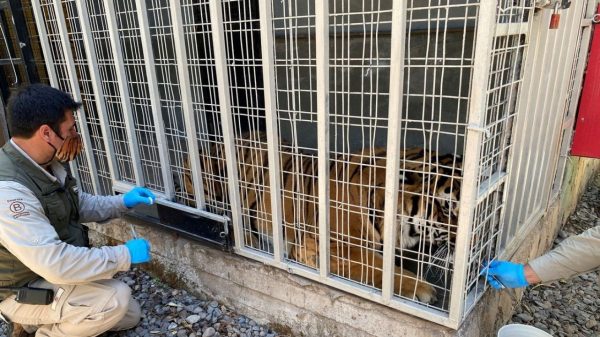 Zoológico no Chile testa vacina contra covid-19 em leões e tigres (John Isaac/ONU)