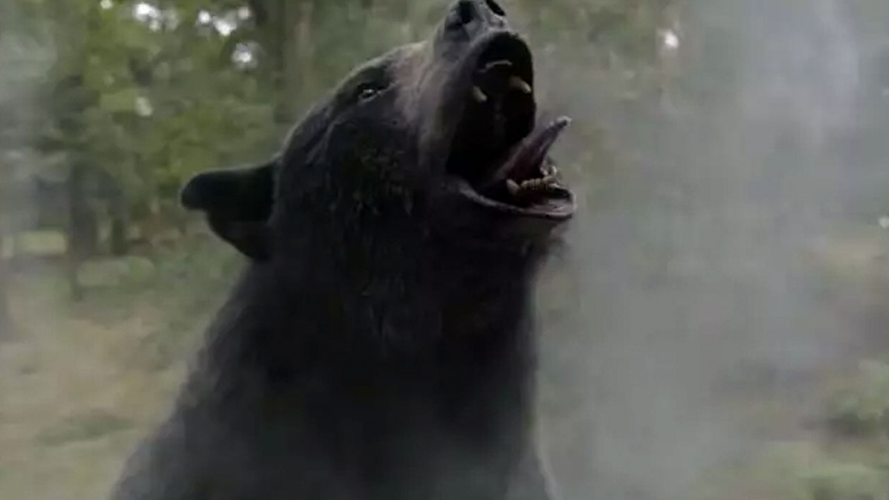 "Urso do Pó Branco" é uma história incrível e baseada em fatos reais (Divulgação)