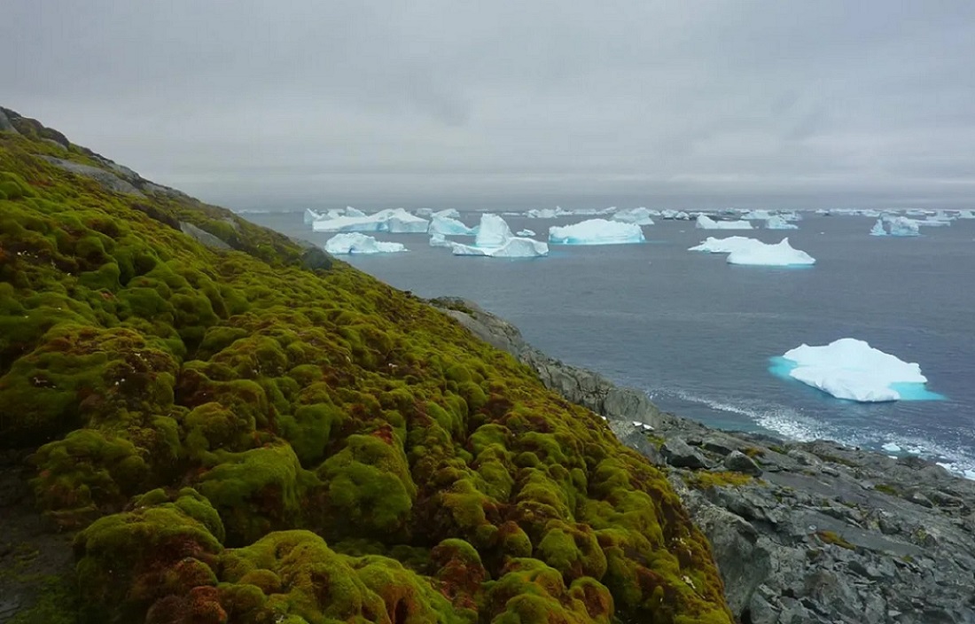 Ponto verde coberta por musgos ao lado de icebergs, na Antártica, após aquecimento recente. (Matt Amesbury/Divulgação)